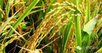 稻谷價格整體穩定，后市或穩中有漲