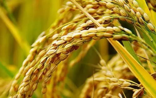 周日農家樂 體驗稻谷收割，盡享農趣與美食