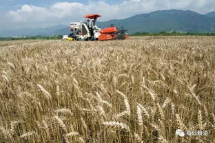 深度解析國家政策性糧食拍賣底價公布 小麥稻谷玉米同是主糧命不同，稻谷路在何方？