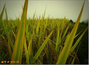 金秋稻谷香，豐收正當時