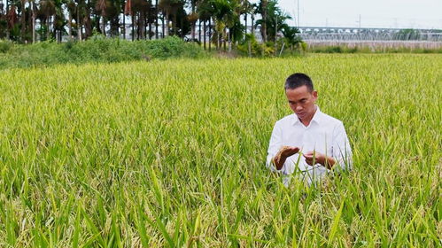 樂東三十余種特色產品亮相冬交會，稻谷飄香展現農業魅力