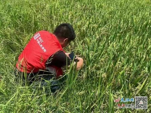 人保財險金溪支公司積極開展受災水稻查勘，助力農戶減災復產